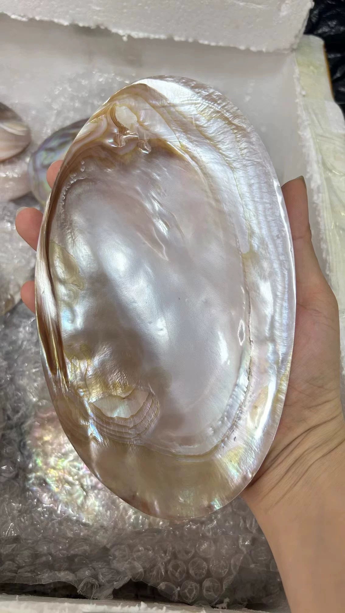 Natural Seashell Draining Soap Dish Bathroom Organizer