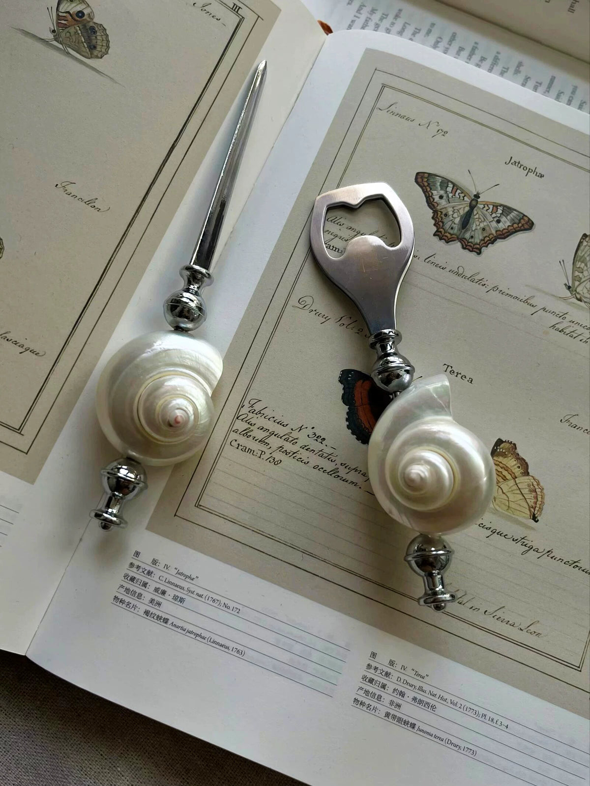 Natural Seashell Letter Opener and Bottle Opener